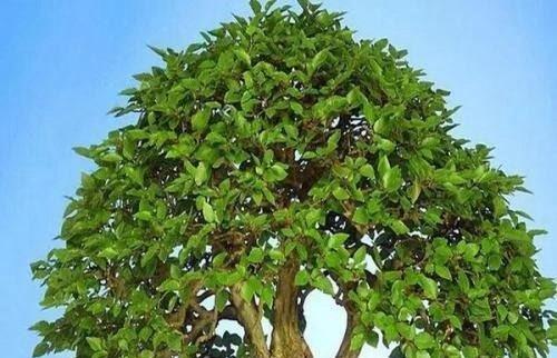 公司种植树木的意义和选择方法（如何选择适合公司的树种）