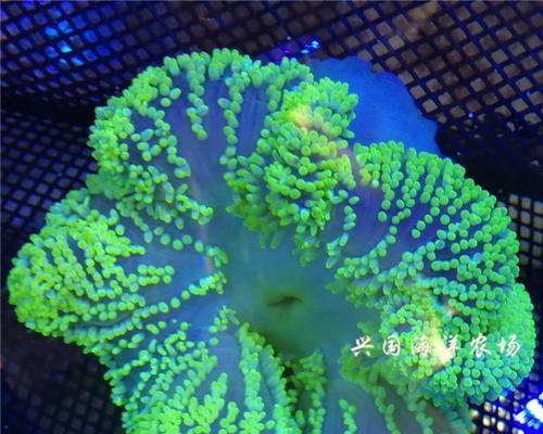 公主海葵的养殖与注意事项（了解公主海葵养殖方法）