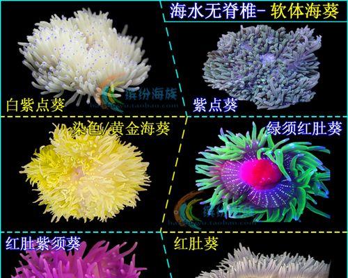 公主海葵的养殖与注意事项（了解公主海葵养殖方法）