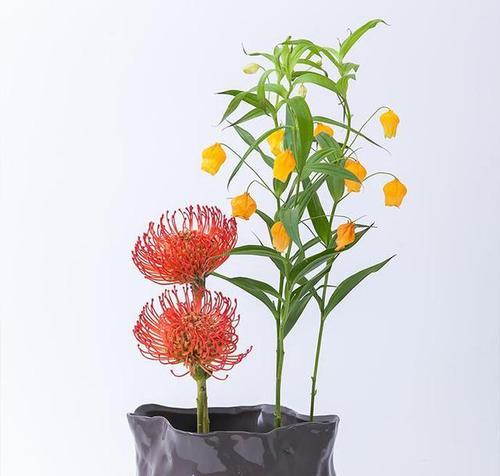 宫灯百合种球的保存与种植技巧（了解如何保存宫灯百合种球）