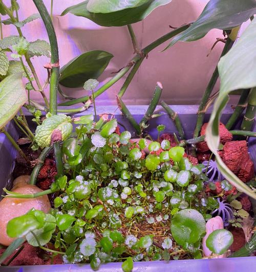共生植物（探寻共生植物的神奇之处）
