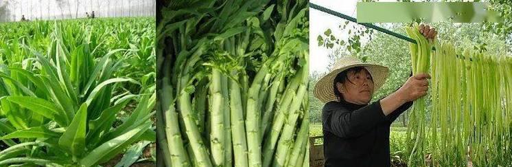 贡菜的生长环境及适宜种植场所（探究贡菜生长环境对产量和品质的影响）