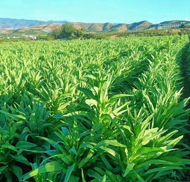 贡菜的外观特征及鉴别方法（掌握贡菜的正确外观特征）