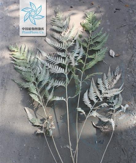 狗脊，中国国家保护植物（了解中国珍稀濒危的狗脊植物）