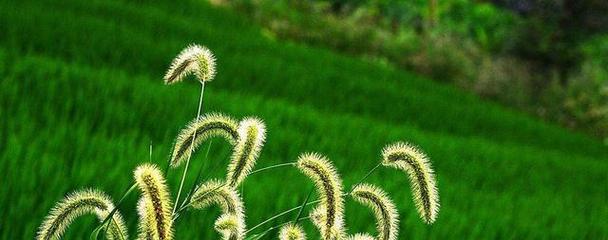 狗尾巴草的象征意义和寓意（解读狗尾巴草的文化内涵）