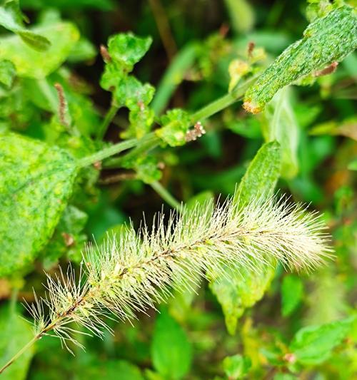 狗尾巴草，一种美丽的野生花卉（草本植物的美丽之选）