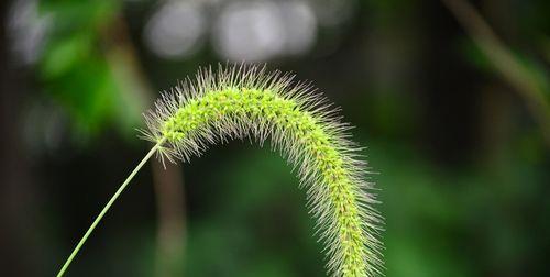 狗尾草，一种令人惊叹的木本植物（破解狗尾草的真实身份）