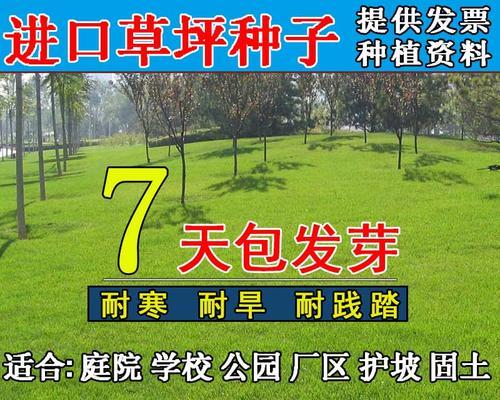 狗牙根草种子的种植时间和技巧（合适的季节和方法让狗牙根草茁壮成长）
