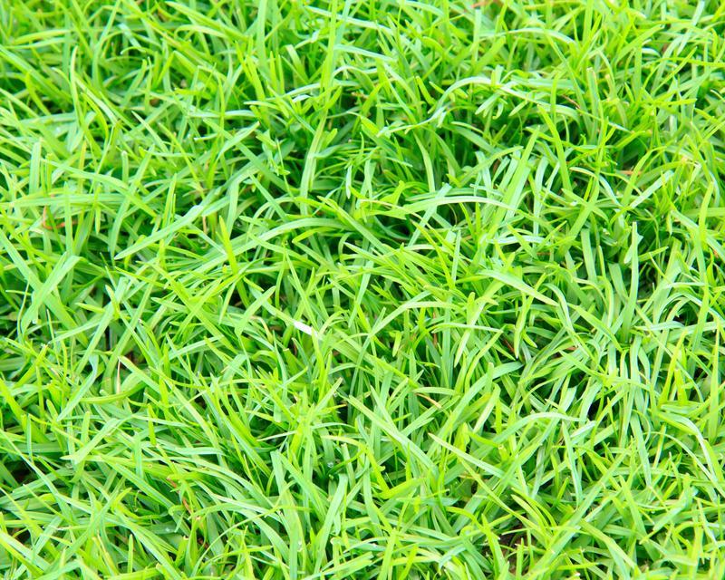 如何种植狗牙根种子（种子选择和播种技巧）