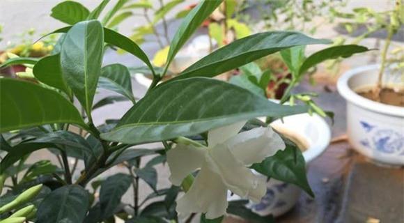 狗牙花有毒吗（了解狗牙花的毒性）