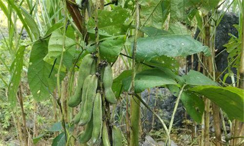 狗爪豆的种植与季节（掌握狗爪豆种植技巧）