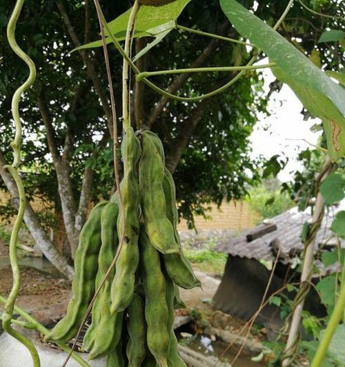 狗爪豆的种植与季节（掌握狗爪豆种植技巧）