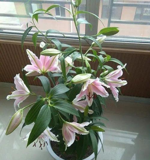 孤挺花的花期与开花频率研究（探究孤挺花一年开几次花）