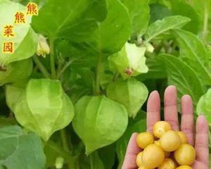 姑娘果可以盆栽吗（详解姑娘果的盆栽技巧及注意事项）