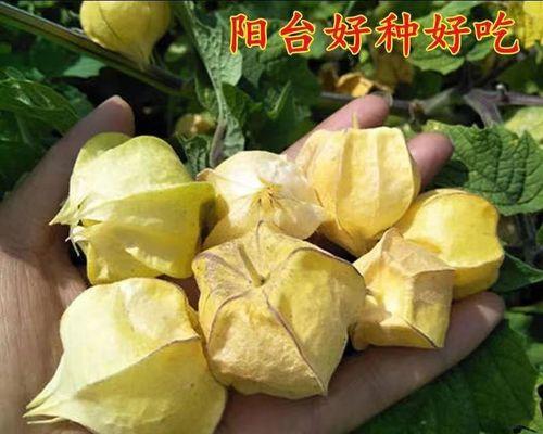 姑娘果，一种被赞誉的果实（探寻姑娘果的秘密）