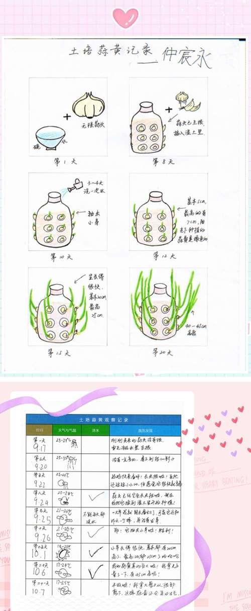 如何留下姑娘果的种子（掌握种植技巧）