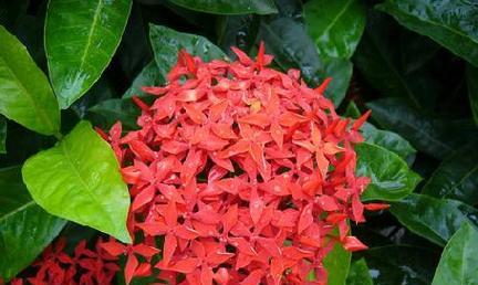 探秘古巴国花——玫瑰茉莉花（古巴文化中的玫瑰茉莉花）