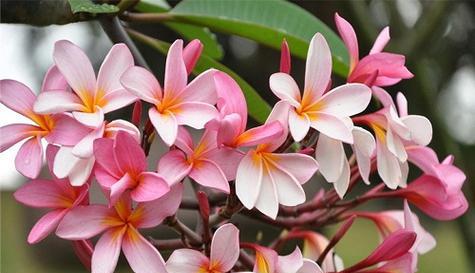 探秘古巴国花——玫瑰茉莉花（古巴文化中的玫瑰茉莉花）