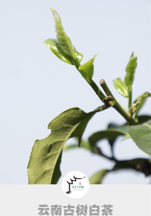 古树白茶与福鼎白茶的异同（品味经典和传承之道）