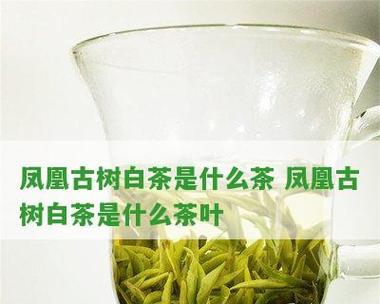 品尝古树白茶，领略百年茶树的味道（探寻古树白茶的文化背景与制作工艺）