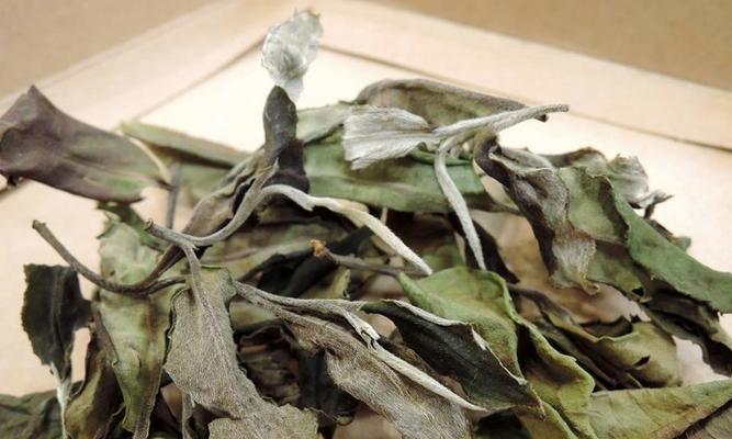 品尝古树白茶，领略百年茶树的味道（探寻古树白茶的文化背景与制作工艺）