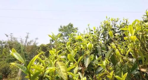 古树茶和乔木茶的区别（从种植）