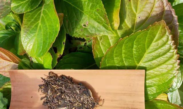 古树茶和乔木茶的区别（从种植）