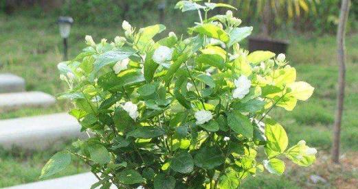 谷糠（用谷糠种花）