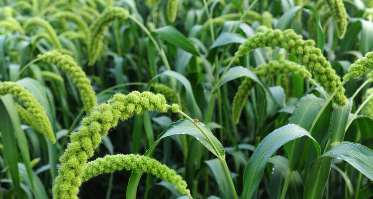 谷子是什么植物（了解谷子的科属及生长特点）