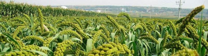 谷子种植的土壤选择与栽培技巧（选择适合的土壤）