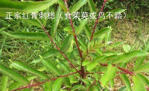 骨刺花的浇水方法（科学浇水让骨刺花健康茁壮成长）
