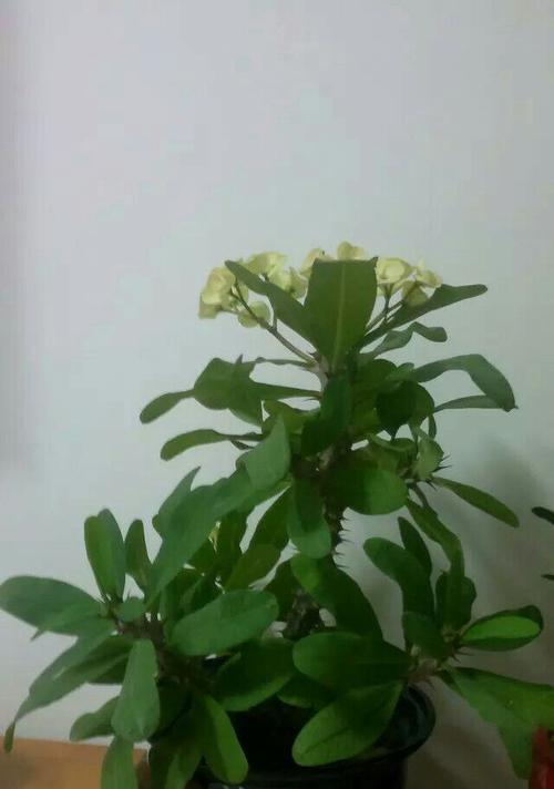 如何养殖骨刺花最耐活指南（以“阳光”为）