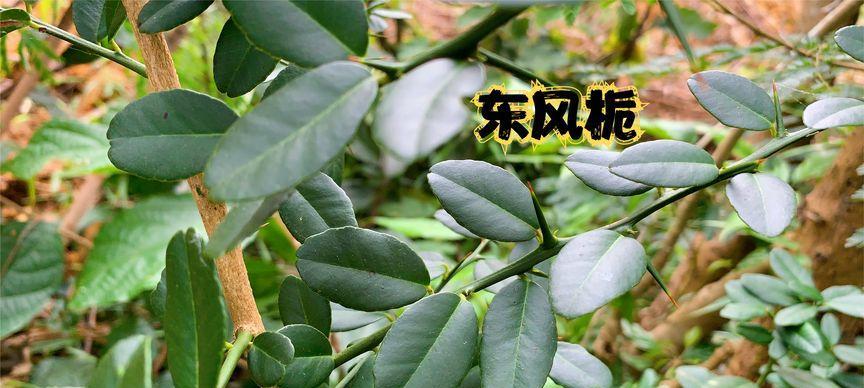 如何养殖骨刺花最耐活指南（以“阳光”为）