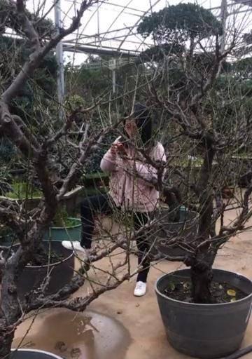如何剪枝盆景的骨里红梅花（修剪方法详解）