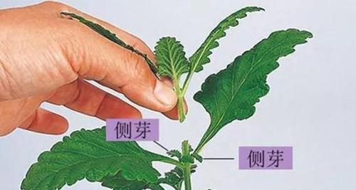 如何剪枝盆景的骨里红梅花（修剪方法详解）