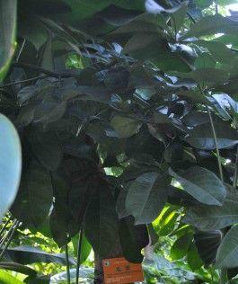 瓜栗的种植与养护技巧（打造丰收的瓜栗园）