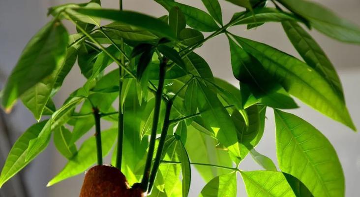 瓜栗的种植与养护技巧（打造丰收的瓜栗园）