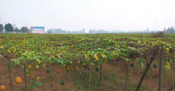 瓜蒌种植条件和环境生长气候要求（打造优质瓜蒌产业链）