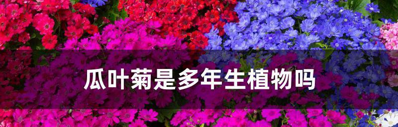 瓜叶菊可行的扦插方法（瓜叶菊的繁殖技巧和种植诀窍）