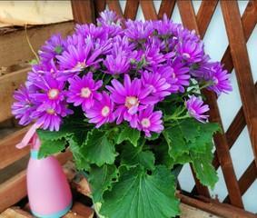 瓜叶菊——多年生的美丽之花（探秘瓜叶菊的生命密码）