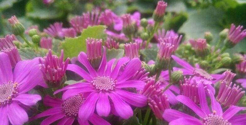 瓜叶菊开花周期（探究瓜叶菊一年开几次花及其生长习性）