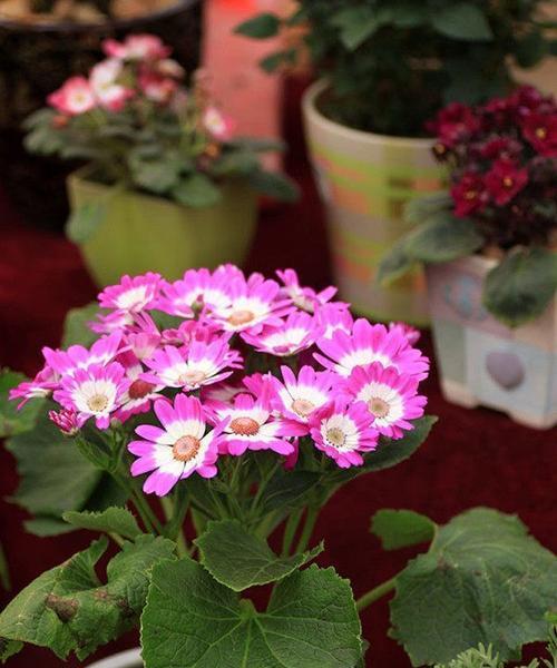 瓜叶菊的家庭养殖技巧（从种植到收获）