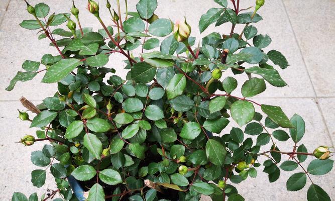 瓜叶菊的家庭养殖技巧（从种植到收获）