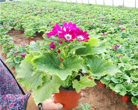 瓜叶菊种子的最佳种植时间（掌握这些关键点）