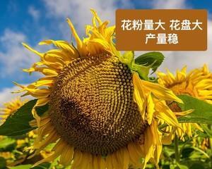 瓜子之最——哪里产的最好（探究瓜子产地的影响因素）