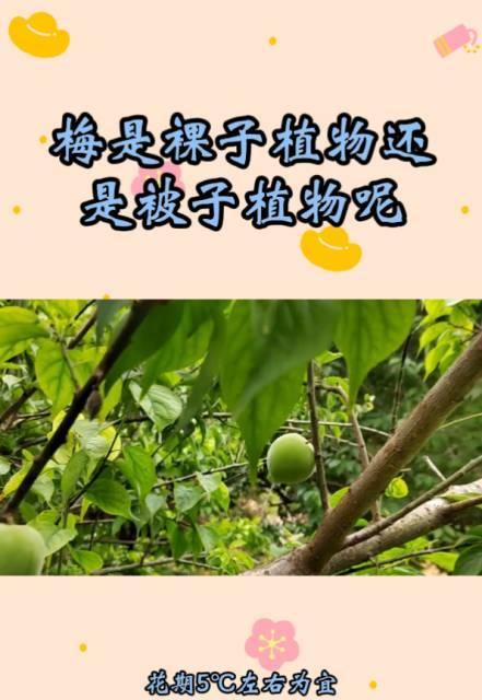 瓜子是被子植物吗（解读瓜子的植物学特征）