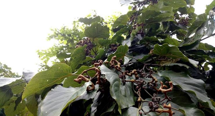 探寻拐枣之最——哪里产的最好（品尝拐枣、探访拐枣种植之地）