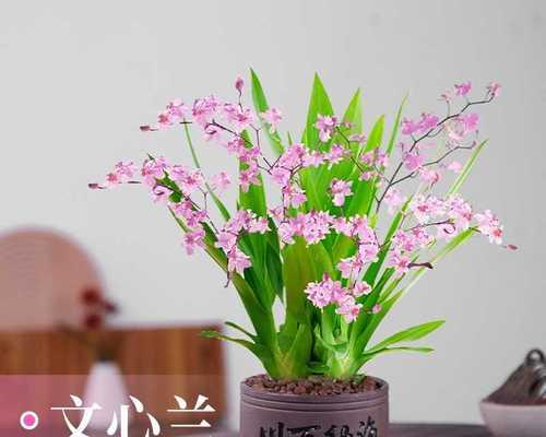 探秘观花植物的美妙世界（从形态到品种）