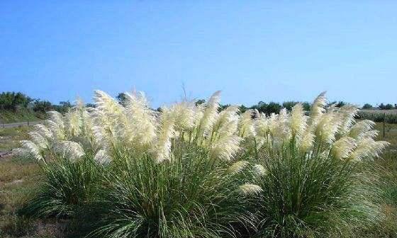 观赏草品种大全（花园中的绿色精灵——观赏草的种类及特点）