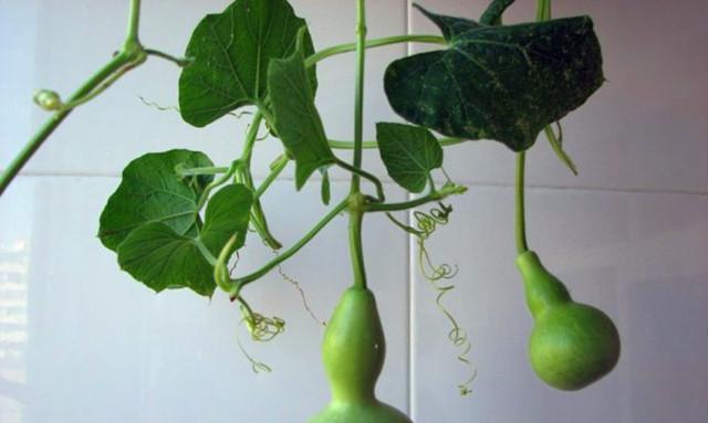 如何选择适合种植葫芦的月份？